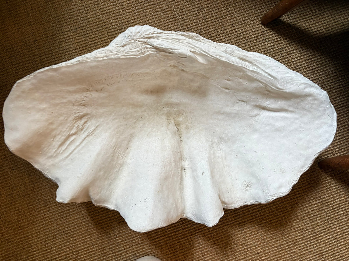 Extra Large Clam Shell